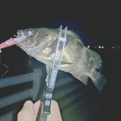 初プラグ試し釣り🎣