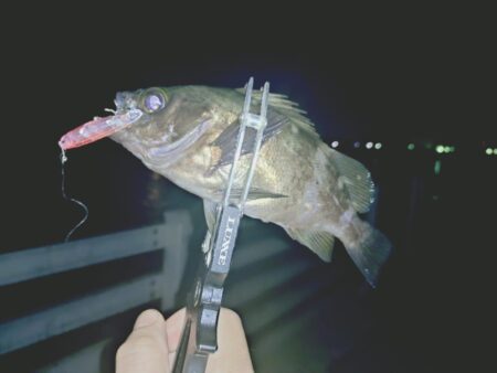 初プラグ試し釣り🎣