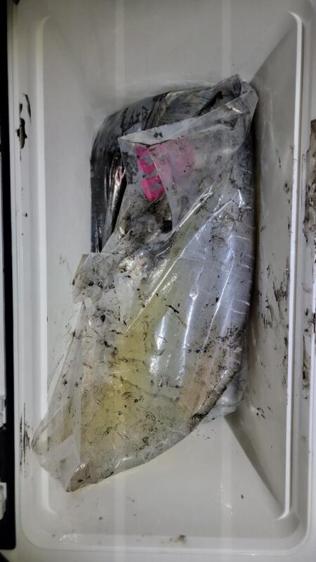 アオリイカ自己記録大幅更新