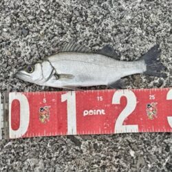 ヒラセイゴ釣れました!