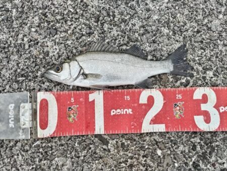 ヒラセイゴ釣れました!