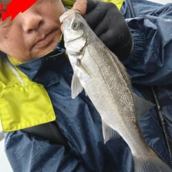シーバス（フッコ）釣れました!