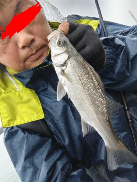 シーバス（フッコ）釣れました!