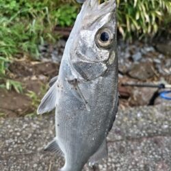 ソゲとヒラセイゴが釣れました!