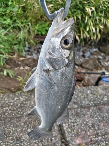 ソゲとヒラセイゴが釣れました!