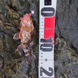 この時期にこやつが