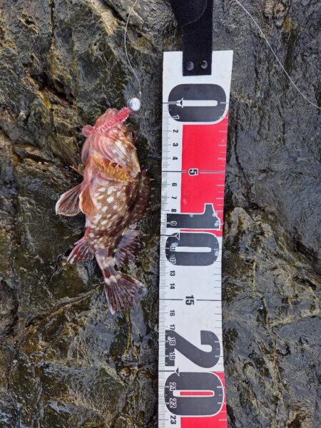 この時期にこやつが