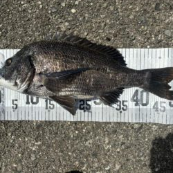 イチノ兄弟、釣果！