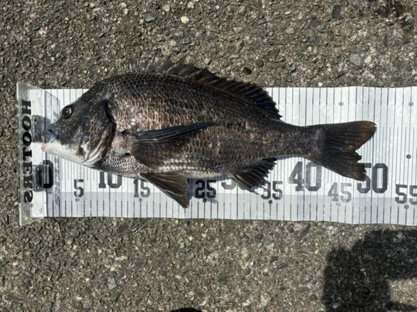 イチノ兄弟、釣果！