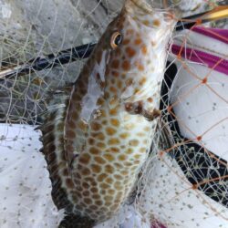 和歌山県日置（三倉渡船）でチヌ釣り大会