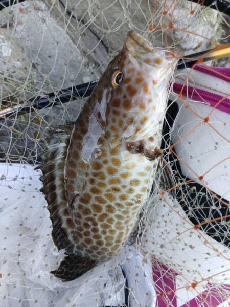 和歌山県日置（三倉渡船）でチヌ釣り大会