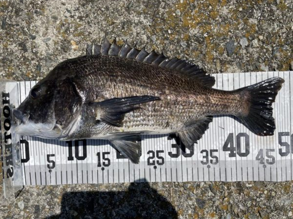 イチノ兄弟、釣果！