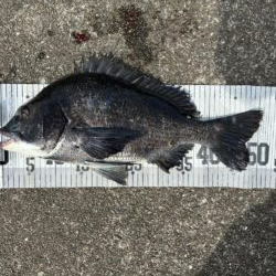 イチノ兄弟、釣果！