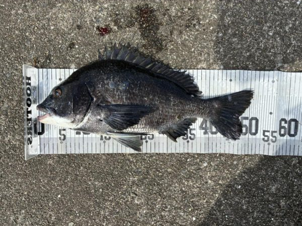 イチノ兄弟、釣果！