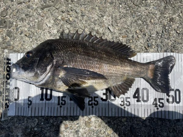 イチノ兄弟、釣果！