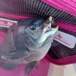 和歌山市江(吉丸渡船)でグレ釣り