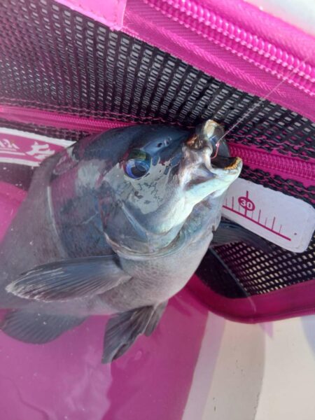 和歌山市江(吉丸渡船)でグレ釣り