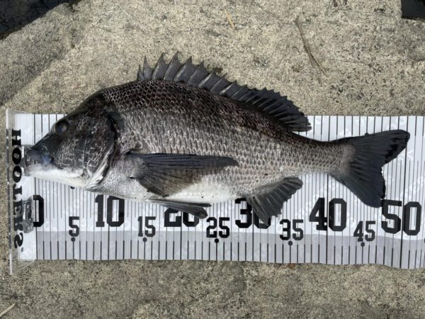 イチノ兄弟、釣果！