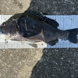 イチノ兄弟、釣果！