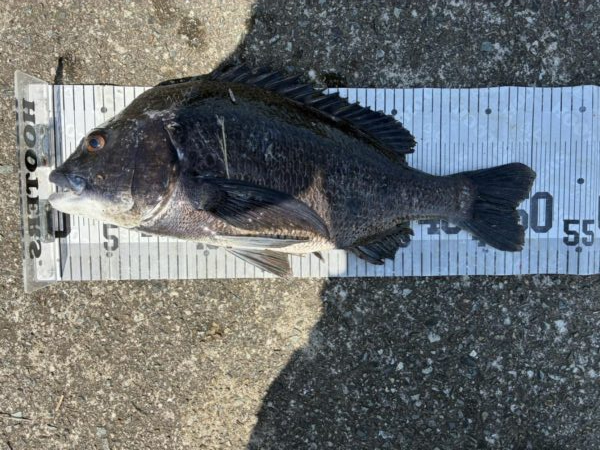 イチノ兄弟、釣果！