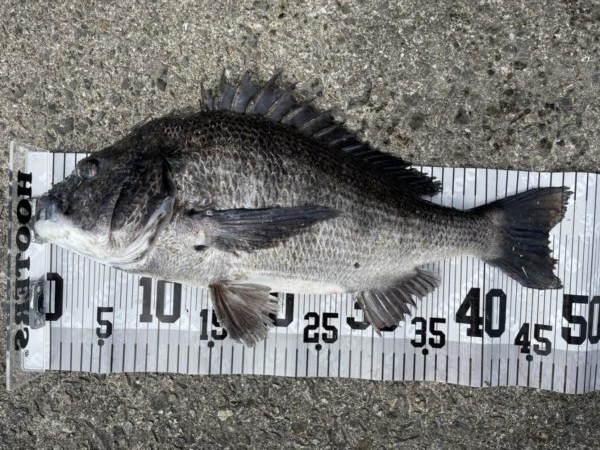 イチノ兄弟、釣果！