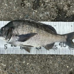 イチノ兄弟、釣果！