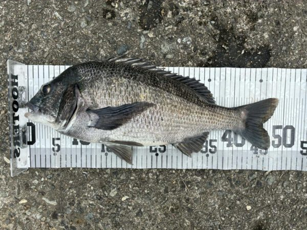 イチノ兄弟、釣果！