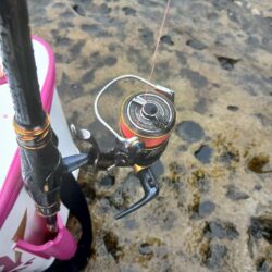 和歌山市江（吉丸渡船）でグレ釣り