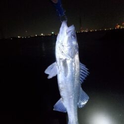 ノッコミスタート シーバスも