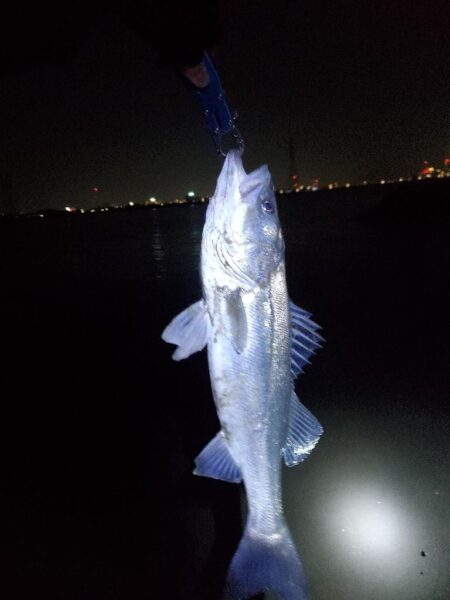 ノッコミスタート シーバスも