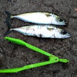 そろそろアジが釣れるかも