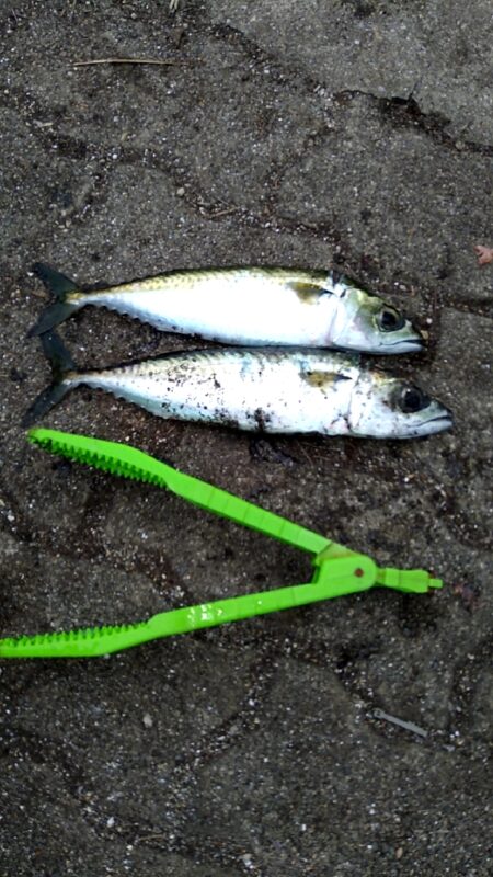 そろそろアジが釣れるかも