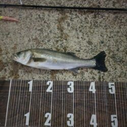 バチ抜けハイシーズン