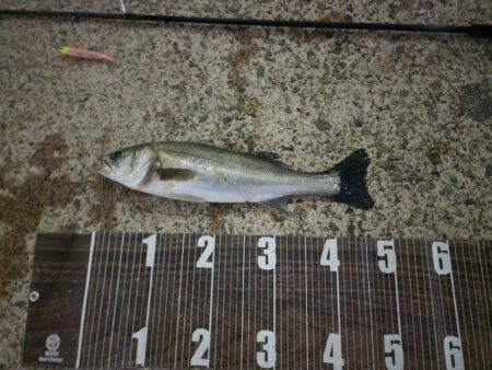 バチ抜けハイシーズン