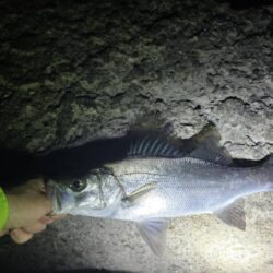 メバルの活性が高いシーズン到来