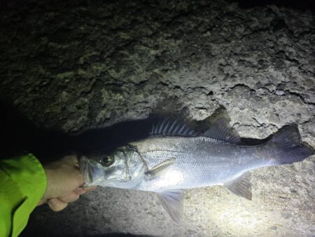 メバルの活性が高いシーズン到来