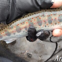 引原本流で良型連発！