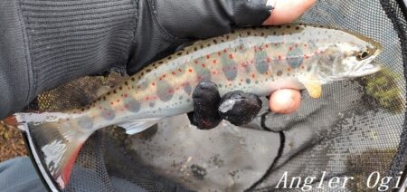 引原本流で良型連発！