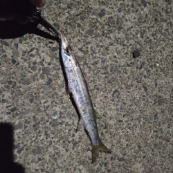 久しぶりの好釣果