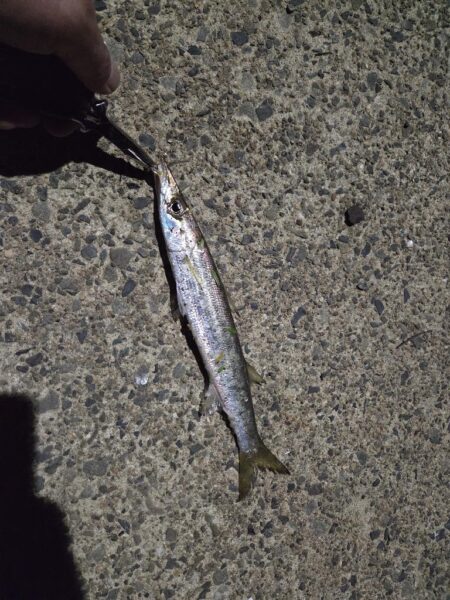 久しぶりの好釣果