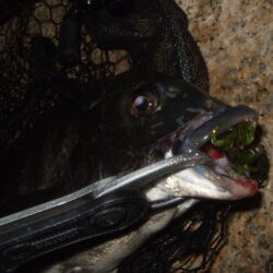 ノッコミを期待したものの