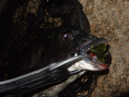 ノッコミを期待したものの