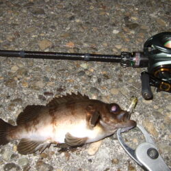 ニューロッドで