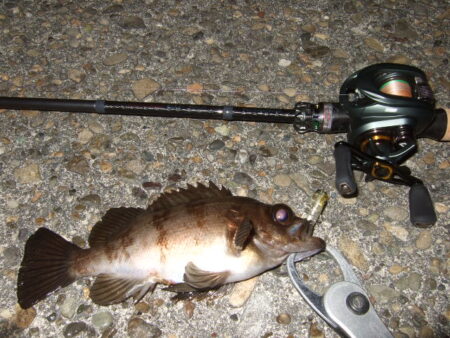 ニューロッドで