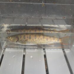 美山アマゴ釣行