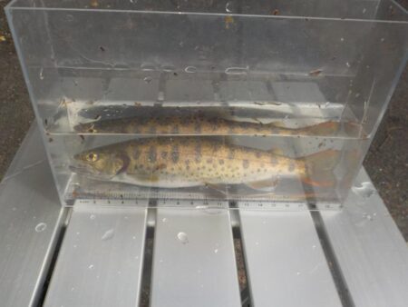 美山アマゴ釣行