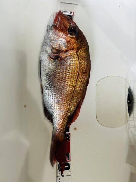 丹後でディープタイラバ