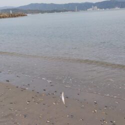 今シーズン初のキス釣り