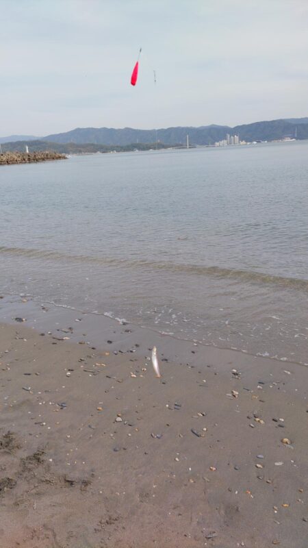 今シーズン初のキス釣り