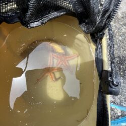 花見カレイ失敗。ポカポカの日